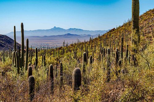 young-saguaros-line-the-hillside-1297471303-be8b6abd65ff471d83cbe5845fd3d0ff